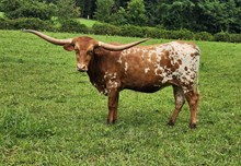 MM Maxim Profit Safari