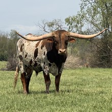 Sterling Inception 7