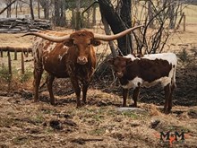 MM Maxim Profit Safari